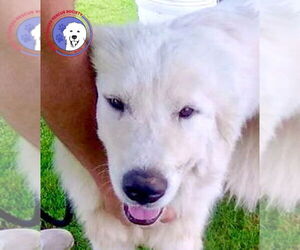 Great Pyrenees Dogs for adoption in Spring, TX, USA