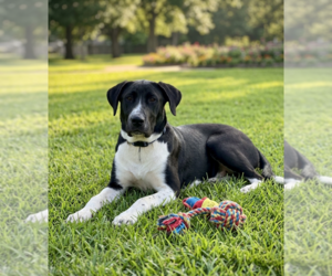 Great Dane-Labrador Retriever Mix Dogs for adoption in Genesee, WI, USA