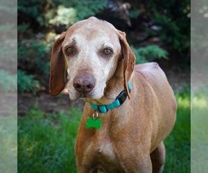 Vizsla Dogs for adoption in Crystal , MN, USA