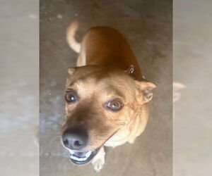 Chihuahua Dogs for adoption in San Antonio, TX, USA