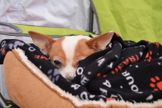 Chihuahua Dogs for adoption in Waleska, GA, USA