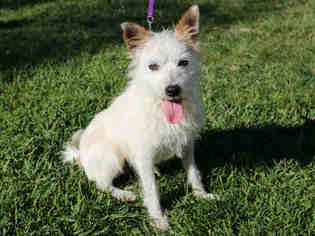 Parson Russell Terrier Dogs for adoption in San Clemente, CA, USA