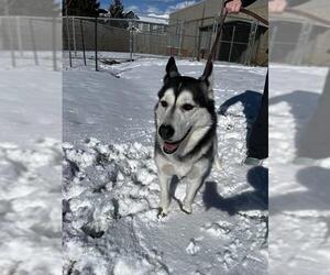 Siberian Husky-Unknown Mix Dogs for adoption in Ogden, UT, USA