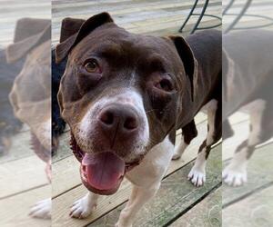 American Pit Bull Terrier-Unknown Mix Dogs for adoption in Troy, IL, USA