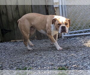 Bulldog Dogs for adoption in Thomasville, NC, USA