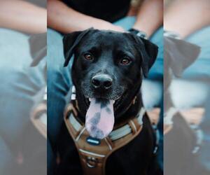 Labrador Retriever Dogs for adoption in Dalzell, SC, USA