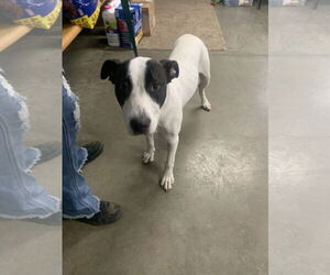 Boxer-Unknown Mix Dogs for adoption in Fairfield, IL, USA