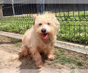 Cairn Terrier-Unknown Mix Dogs for adoption in Orange, CA, USA