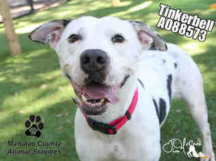 American Pit Bull Terrier-Catahoula Leopard Dog Mix Dogs for adoption in Palmetto, FL, USA