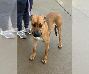 Black Mouth Cur Dogs for adoption in Louisville, KY, USA