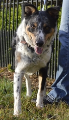 Australian Shepherd-Unknown Mix Dogs for adoption in Dublin, VA, USA