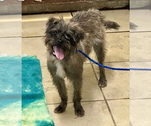 Brussels Griffon-Unknown Mix Dogs for adoption in El Centro, CA, USA