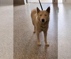 German Shepherd Dog Dogs for adoption in Palmetto, FL, USA