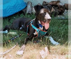 Bullboxer Pit Dogs for adoption in Princeton, MN, USA