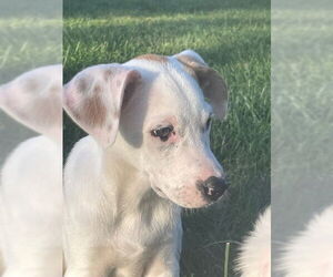 American Bulldog-Unknown Mix Dogs for adoption in Doylestown, PA, USA