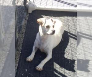 Chi-Corgi Dogs for adoption in San Pablo, CA, USA