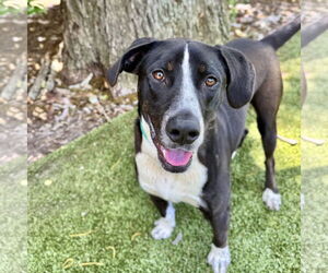Labrador Retriever-Unknown Mix Dogs for adoption in Hilton Head, SC, USA