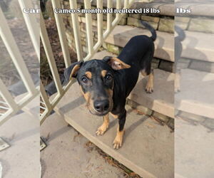 Miniature Pinscher-Whippet Mix Dogs for adoption in Virginia Beach, VA, USA