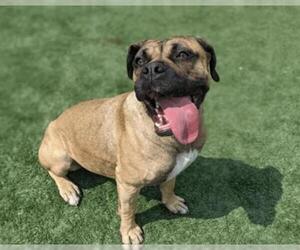 Boxer Dogs for adoption in Santa Cruz, CA, USA