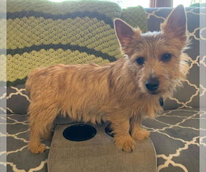 Norwich Terrier Dogs for adoption in St. Louis Park, MN, USA