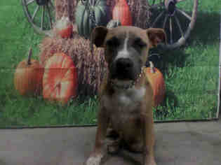 Medium Photo #16 American Pit Bull Terrier-Unknown Mix Puppy For Sale in Modesto, CA, USA