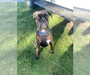 Boxer Dogs for adoption in Dumont, NJ, USA