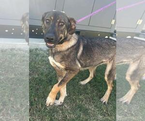 Mutt Dogs for adoption in Rockwall, TX, USA