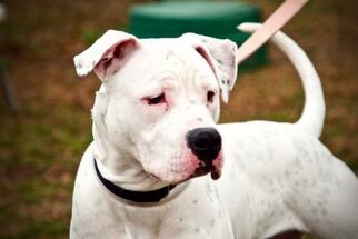 Bullypit Dogs for adoption in Millersville, MD, USA
