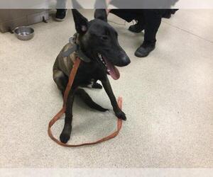Mutt Dogs for adoption in Riverside, CA, USA