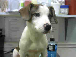 Medium Photo #1 Labrador Retriever Puppy For Sale in Atlanta, GA, USA