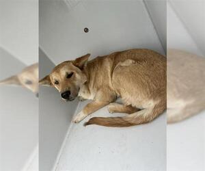 Siberian Husky-Unknown Mix Dogs for adoption in Houston, TX, USA