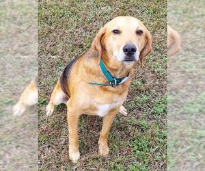 Black and Tan Coonhound-Labrador Retriever-Unknown Mix Dogs for adoption in Magnolia Springs, AL, USA