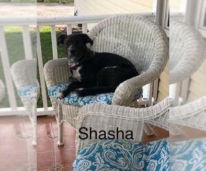 Border-Aussie Dogs for adoption in Sebring, FL, USA