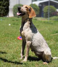 Bluetick Coonhound-Unknown Mix Dogs for adoption in Oxford, NC, USA