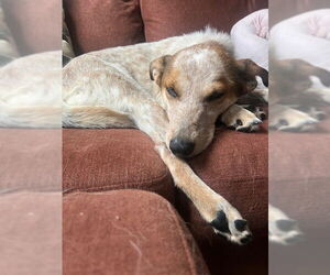 Mutt Dogs for adoption in Garden City, NY, USA