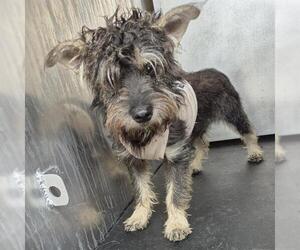 Mutt Dogs for adoption in San Antonio, TX, USA