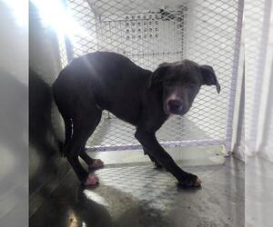 American Pit Bull Terrier Dogs for adoption in Bakersfield, CA, USA