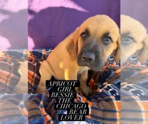 Mutt Dogs for adoption in Goodyear, AZ, USA