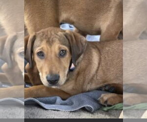 Golden Retriever-Unknown Mix Dogs for adoption in Mt. Laurel, NJ, USA