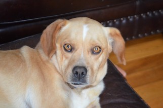 Puggle Dogs for adoption in Boise, ID, USA