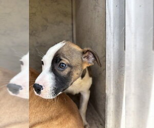 Mutt Dogs for adoption in Oklahoma City, OK, USA