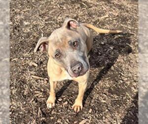 American Pit Bull Terrier Dogs for adoption in Saginaw, MI, USA