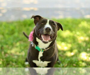 American Pit Bull Terrier-Unknown Mix Dogs for adoption in Yuba City, CA, USA