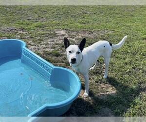 Mutt Dogs for adoption in Ocala, FL, USA