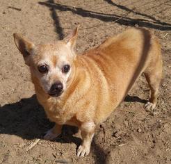 Chihuahua Dogs for adoption in Jefferson, TX, USA