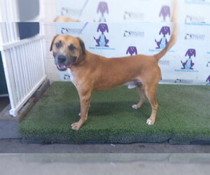 Black Mouth Cur-Unknown Mix Dogs for adoption in Orlando, FL, USA