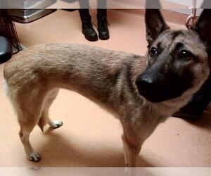 Mutt Dogs for adoption in Martinez, CA, USA