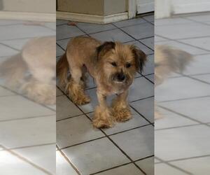 Mutt Dogs for adoption in San Antonio, TX, USA