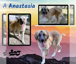 Anatolian Pyrenees Dogs for adoption in Lindsay, CA, USA