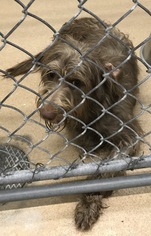 Labradoodle Dogs for adoption in Zanesville, OH, USA